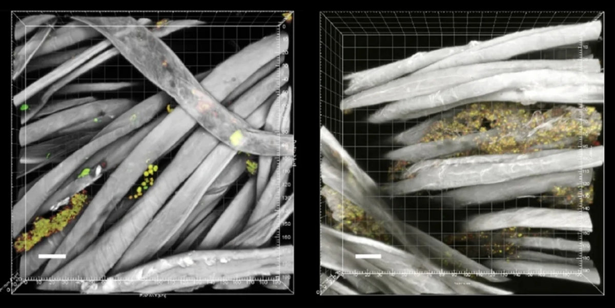 MICROSCOPY REFERENCE